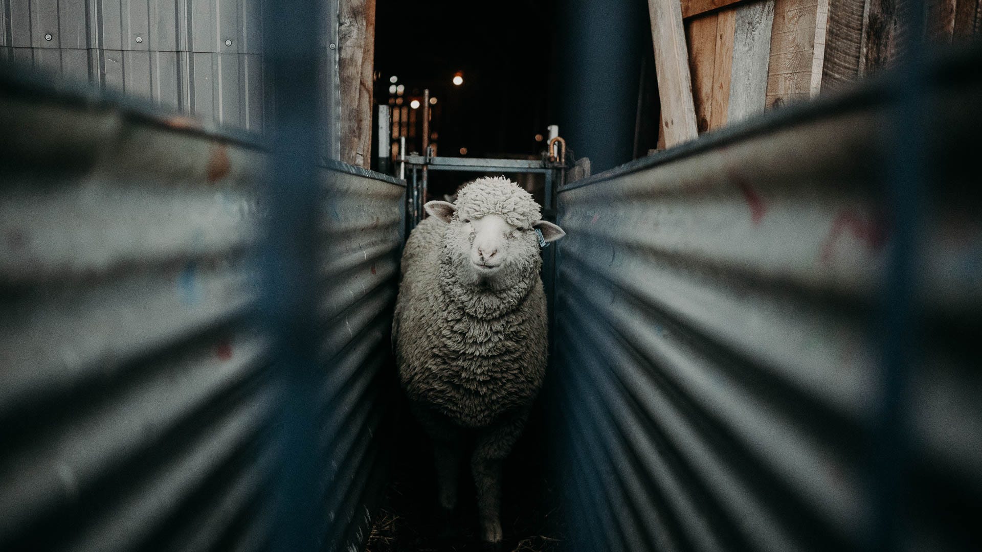 The Wool Industry and the Ancient Discipline of Shearing 